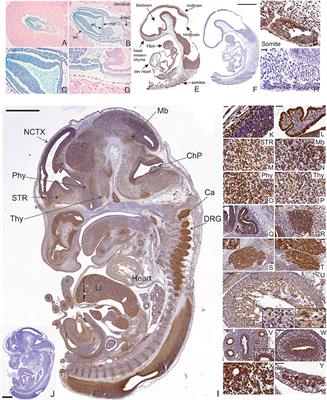 Mesencephalic Astrocyte-Derived Neurotrophic Factor (MANF) Is Highly Expressed in Mouse Tissues With Metabolic Function